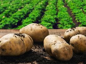 Sadzeniaki ziemniaka
